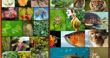 ImprendiNews – Giornata Mondiale della Biodiversità