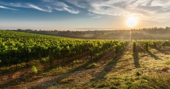 ImprendiNews – Vigneti Toscana