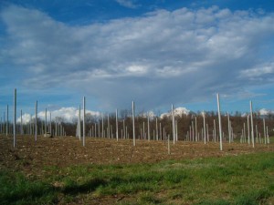 ImprendiNews – La Masera, azienda agricola – Il primo vigneto