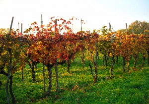 ImprendiNews – La Masera, azienda agricola – I colori dell'autunno tingono un vigneto dopo l'epoca della vendemmia