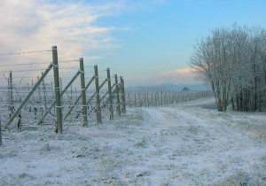 ImprendiNews – La Masera, azienda agricola – Dall'autunno all'inverno ...