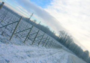 ImprendiNews – La Masera, azienda agricola – I colori dell'inverno