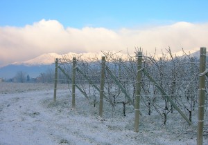 ImprendiNews – La Masera, azienda agricola – Sullo sfondo le Alpi con l'Anfiteatro Morenico