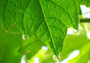 ImprendiNews – La Masera, azienda agricola – Una foglia di vite con tre gocce di rugiada, dettagli fantastici che spesso ci sfuggono