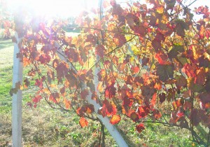 ImprendiNews – La Masera, azienda agricola – È nuovamente autunno, un raggio di sole illumina le viti che hanno abbandonato il colore verde per tingersi di giallo, rosso e altri colori autunnali